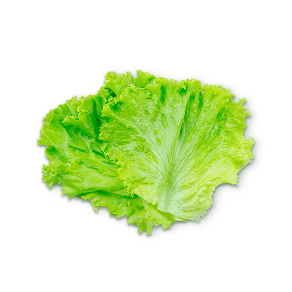 Lechuga